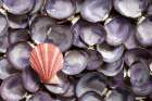 USA, Washington State, Seabeck. Close-up of scallop and clam shells. Art Print